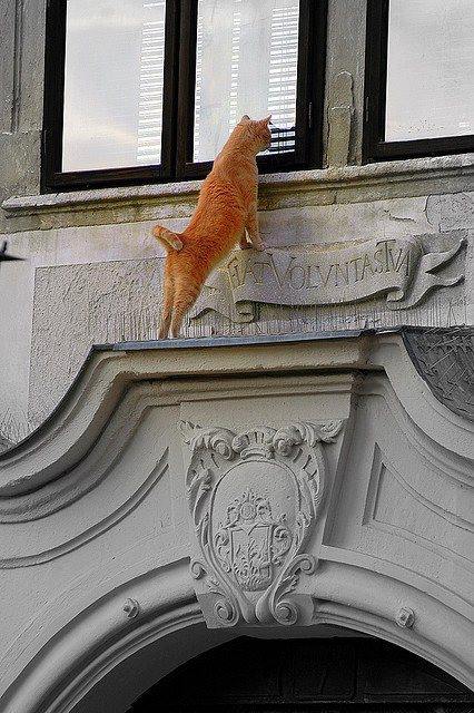 tumblr_my806kElWI1sdj28vo1_500